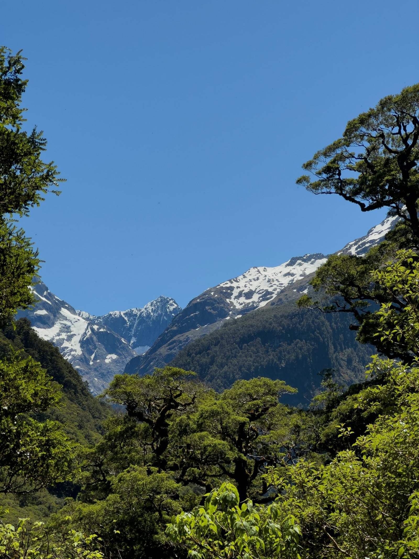 a view of a snowy mountain range through the trees