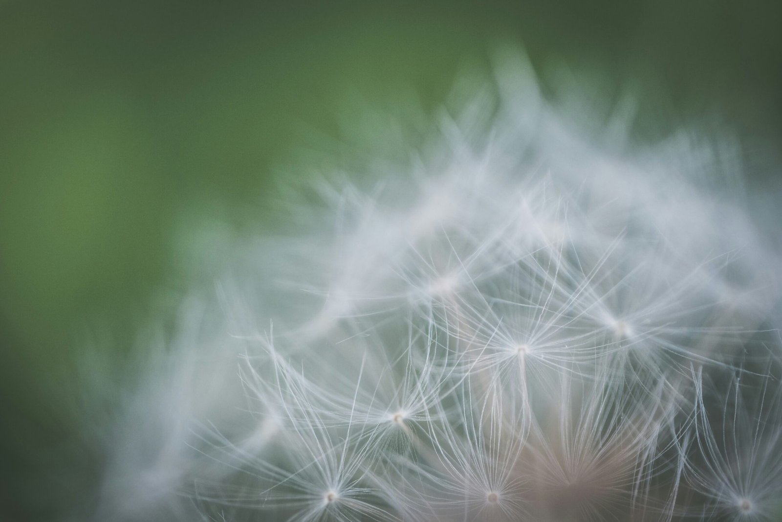 macro photography of dandelion