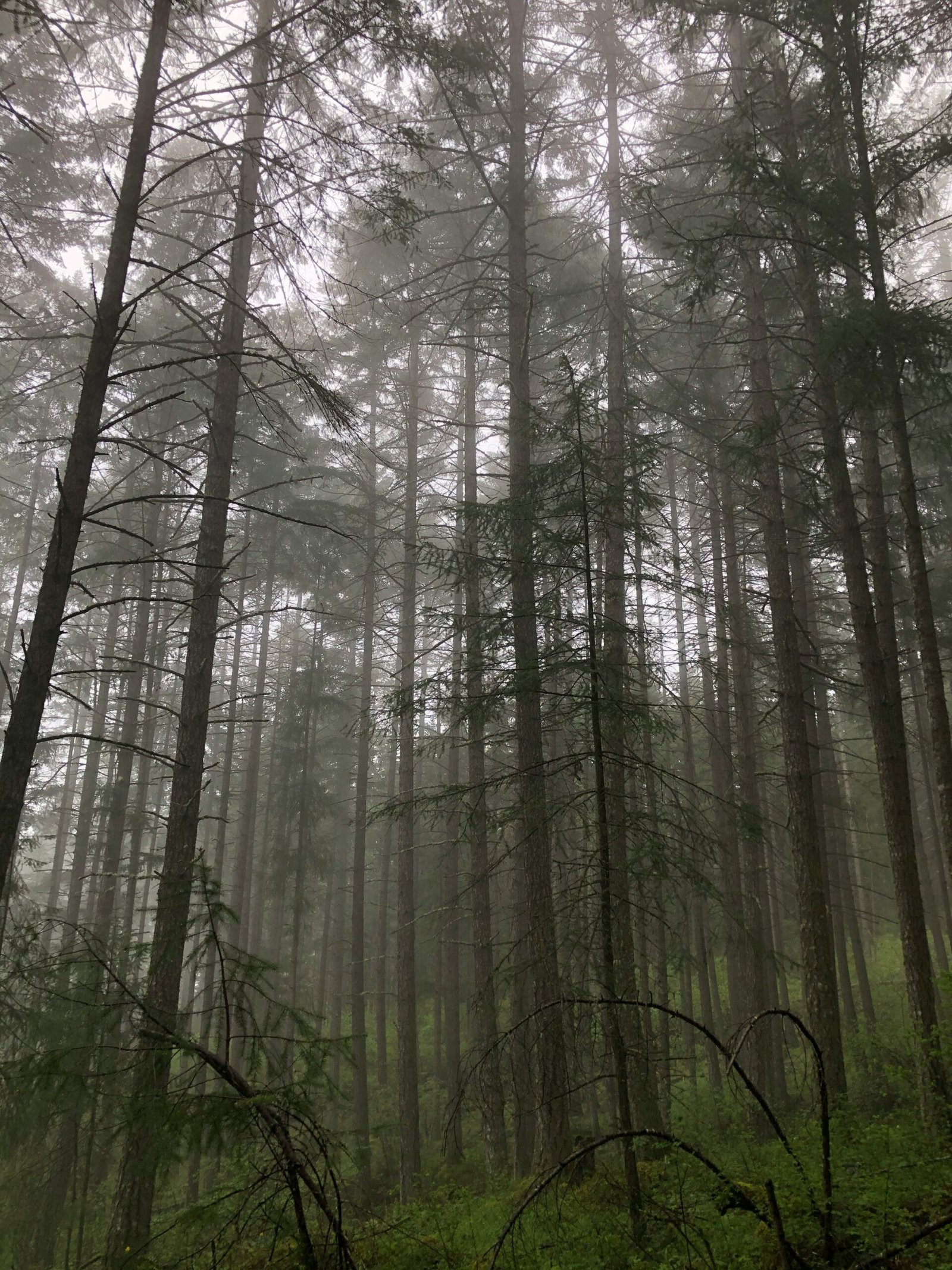 green trees in forest during daytime