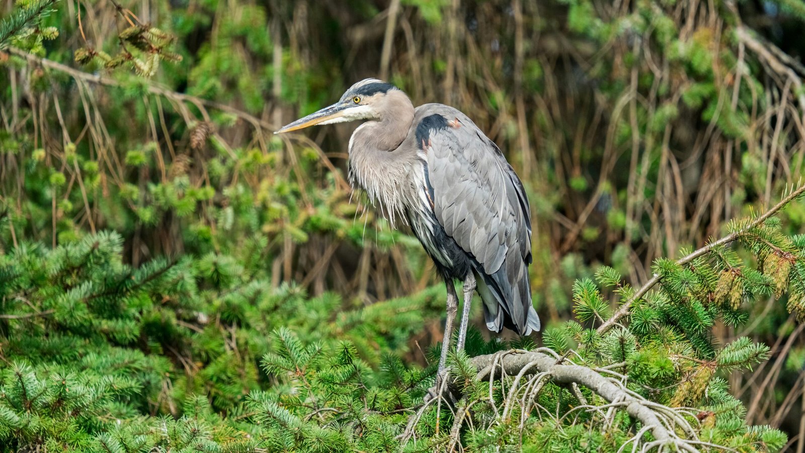 birds standing on a branch